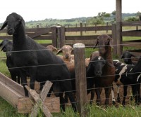Criação de ovelhas em Caicó será destaque no Globo Rural deste Domingo