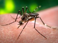 Paraná confirma segundo caso de dengue tipo 4